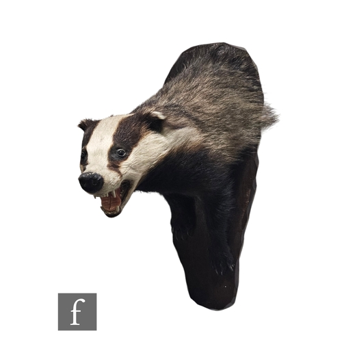 575 - A taxidermy study of a snarling badger with front feet and paws, on a shaped oak shield, labelled J ... 