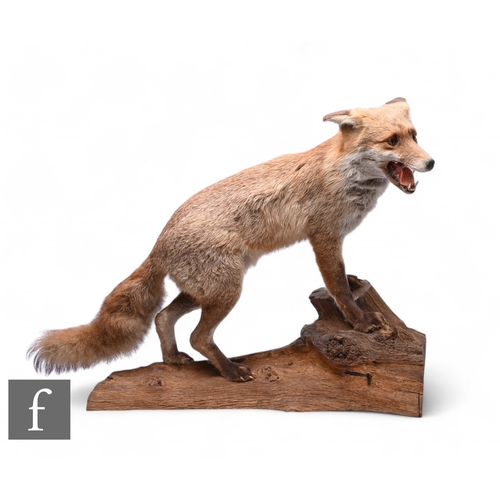 576 - A taxidermy study of a dog fox, snarling and standing on a log, bearing taxidermist's label for J Cr... 