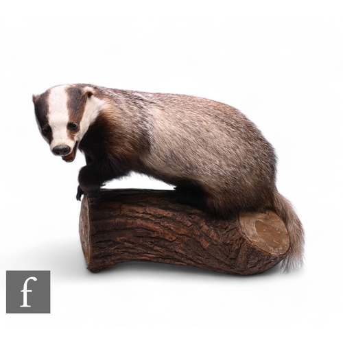 579 - A taxidermy study of a badger in snarling pose and standing on a log, bears label for J Crewdson, Ta... 