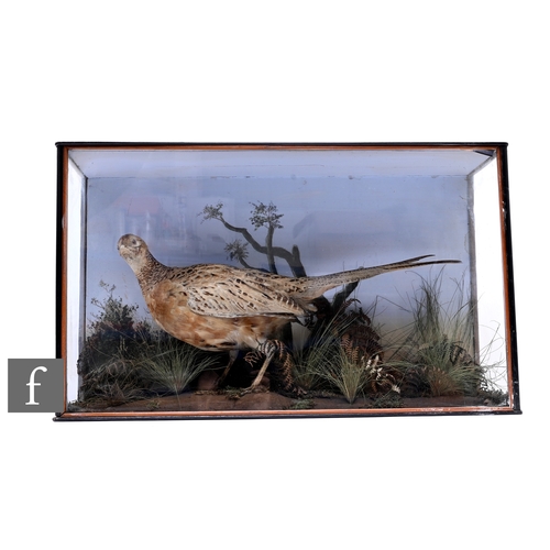 604 - A 19th Century taxidermy study of a hen pheasant in naturalistic setting, 41cm x 68cm.