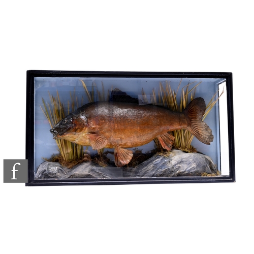 605 - A 19th Century taxidermy study of a carp in reeded river bed setting, glazed case, 38cm x 71cm.