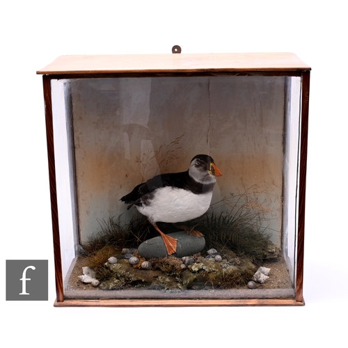 606 - An early 20th Century taxidermy study of a puffin in seashore setting with shells to the foreground,... 