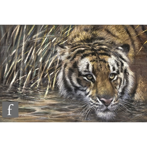 790 - Joel Kirk (Born 1948) - Prowling tiger amongst reeds, pastel, signed, framed, 39cm x 58.5cm.NB - Thi... 