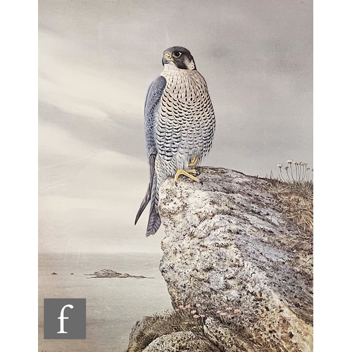 808 - R. David Digby (Born 1936) - 'Peregrine Falcon', photographic reproduction, signed in pencil, framed... 