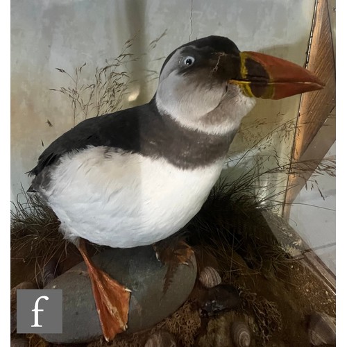 606 - An early 20th Century taxidermy study of a puffin in seashore setting with shells to the foreground,... 