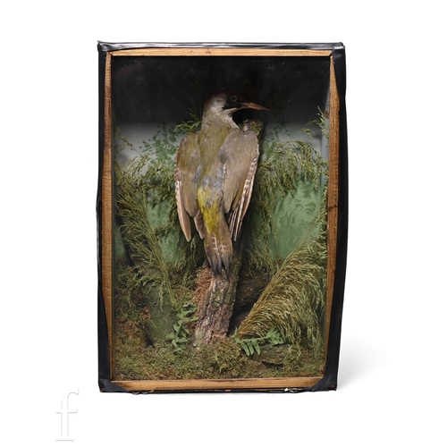 613 - A late 19th to early 20th Century taxidermy study of a green woodpecker, clinging to a tree stump am... 
