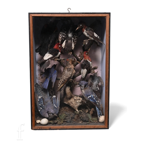 616 - A Victorian taxidermy study of eleven birds on a branch within naturalistic setting, including a red... 