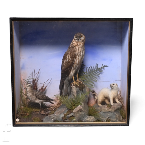 619 - A late Victorian taxidermy group study of a hen harrier, ermine stoat and golden plover, within a na... 