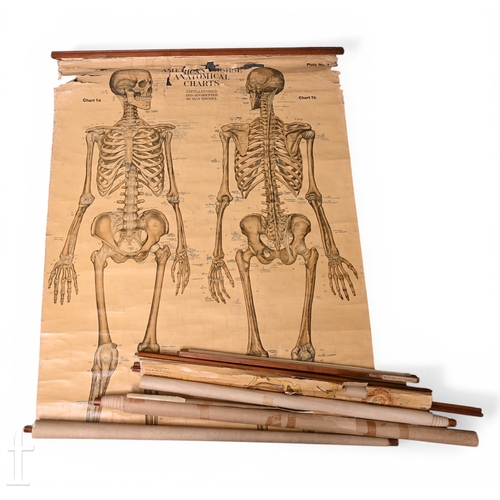 239 - A group of four early 20th Century Adam Rouilly & Company medical and anatomical charts includin... 