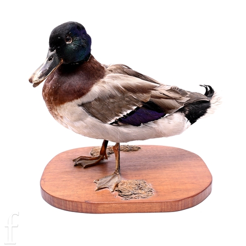 1365 - A taxidermy study of a mallard duck on oval wooden plinth, height 29cm.