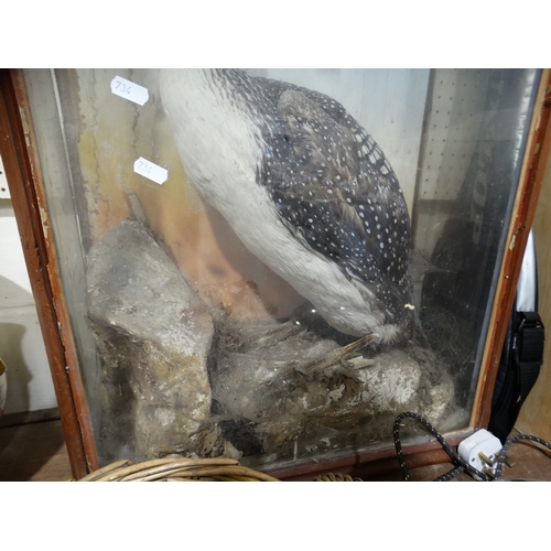 336 - A Cased Victorian Taxidermy Study Of A Black Throated Diver