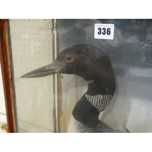 336 - A Cased Victorian Taxidermy Study Of A Black Throated Diver