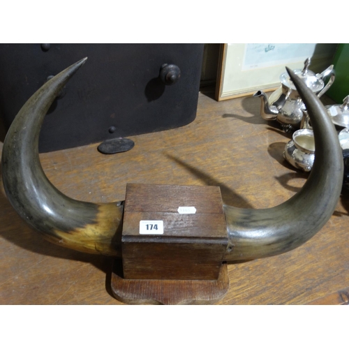 174 - An Oak Mounted Pair Of Steer Horns