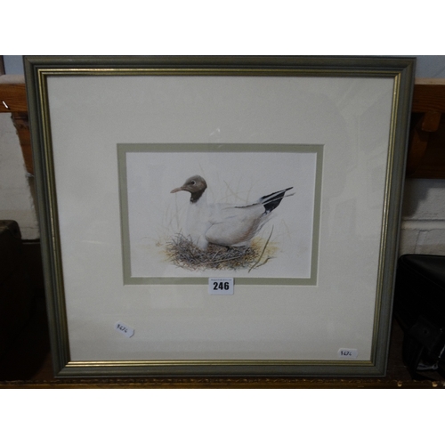 246 - P. Davison, Watercolour, Study Of A Black Headed Gull, Signed 6 X 9