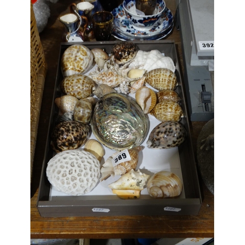 A Box Of Exotic Shells