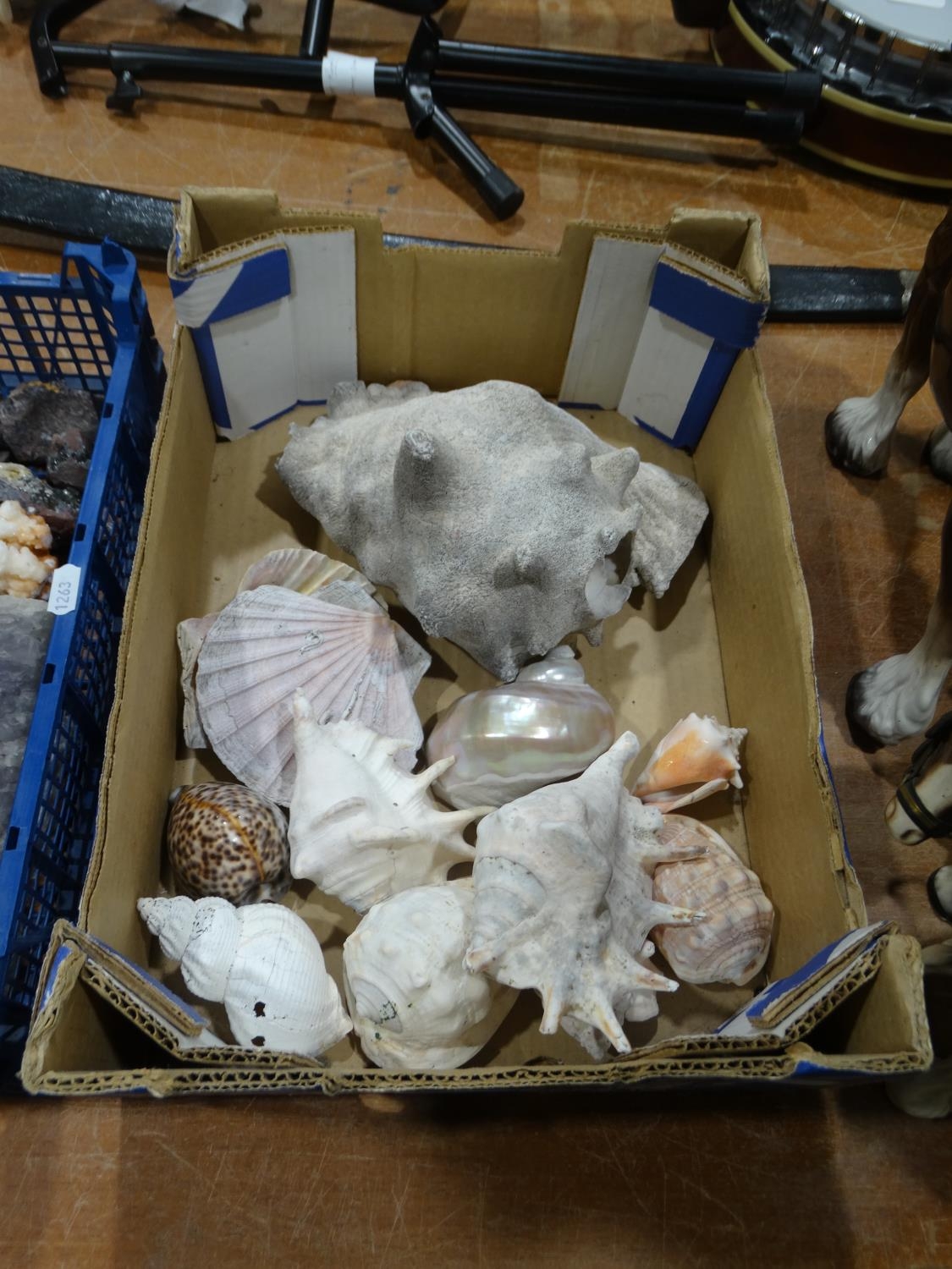 A Box Of Exotic Shells