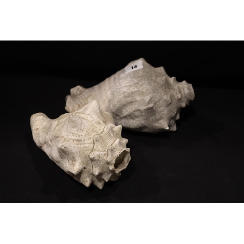 Two Antique Vintage Shells