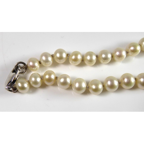237 - A SINGLE STRAND PEARL NECKLACE
With white metal clasp.  
(length 53cm)