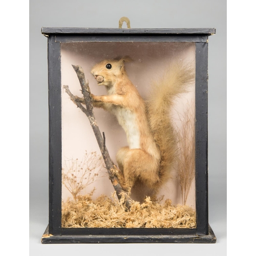 102 - A 19TH CENTURY TAXIDERMY RED SQUIRREL
Mounted in a glazed case with a naturalistic setting.
(h 33cm ... 