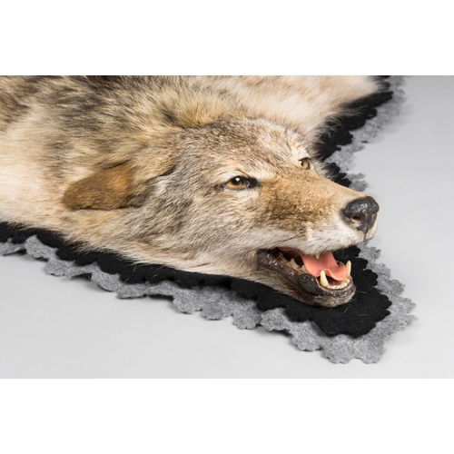 111 - A TAXIDERMY COYOTE SKIN RUG WITH MOUNTED HEAD
January 2005 Idaho USA. Documentation: Email from DEFR... 