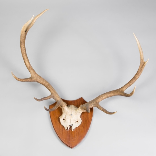 129 - A 20TH CENTURY SET OF RED DEER ANTLERS UPON OAK SHIELD.
(h 80cm x w 80cm)