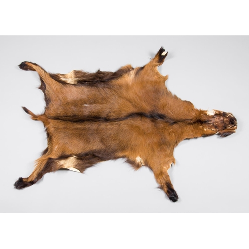 130 - A 20TH CENTURY TAXIDERMY GOAT SKIN RUG.
(l 120cm x w 100cm)