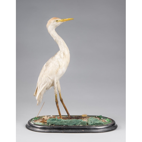 132 - A 19TH CENTURY TAXIDERMY EGRET MOUNTED UPON EBONISED BASE
Lacking glass dome.
(h 50cm x w 40cm x d 2... 