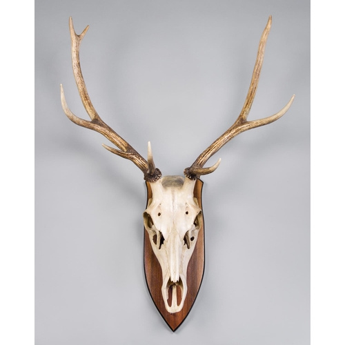 134 - A LATE 19TH/EARLY 20TH CENTURY RED DEER SKULL AND ANTLERS UPON OAK SHIELD.
(l 93cm x w 62cm)