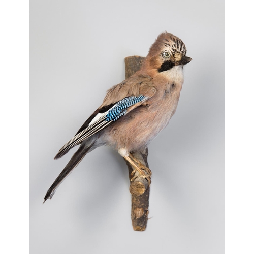 139 - A 21ST CENTURY TAXIDERMY JAY MOUNTED UPON A BRANCH.
(h 33cm)