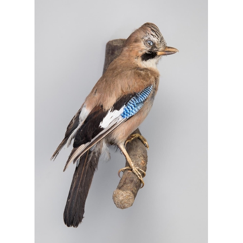 140 - A 21ST CENTURY TAXIDERMY JAY MOUNTED UPON A BRANCH.
(h 34cm)