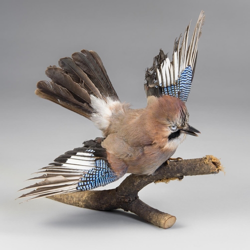 141 - A 21ST CENTURY TAXIDERMY JAY MOUNTED UPON A BRANCH.
(w 40cm)