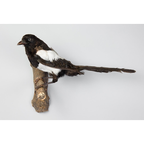 144 - A 20TH CENTURY TAXIDERMY MAGPIE MOUNTED UPON A BRANCH.
(w 39cm)