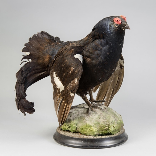 145 - A 20TH CENTURY TAXIDERMY BLACK GROUSE MOUNTED UPON A NATURALISTIC ROCK AND EBONISED BASE.
(h 41cm x ... 