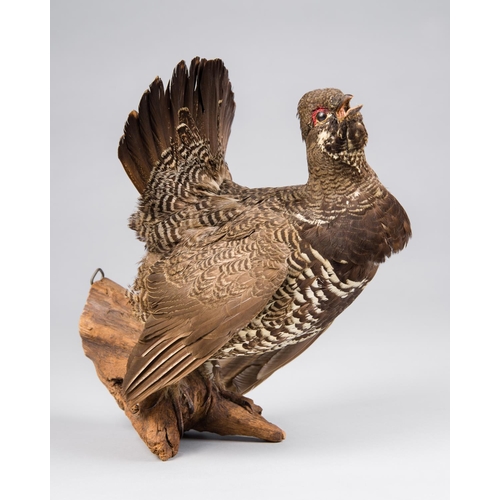 146 - A 20TH CENTURY TAXIDERMY HAZEL GROUSE MOUNTED UPON A BRANCH.
(h 34cm x w 28cm x d 18cm)