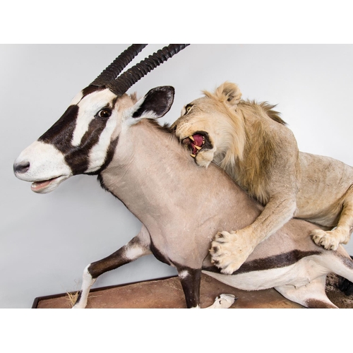 148 - A MAGNIFICENT TAXIDERMY DIORAMA OF A MALE LION ATTACKING AN ORYX
Namibia 21/09/2008. Taxidermist Nya... 