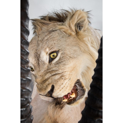 148 - A MAGNIFICENT TAXIDERMY DIORAMA OF A MALE LION ATTACKING AN ORYX
Namibia 21/09/2008. Taxidermist Nya... 