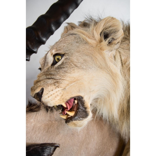 148 - A MAGNIFICENT TAXIDERMY DIORAMA OF A MALE LION ATTACKING AN ORYX
Namibia 21/09/2008. Taxidermist Nya... 