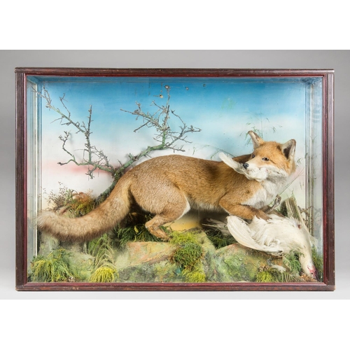 157 - AN EARLY 20TH CENTURY TAXIDERMY FOX WITH PREY
Mounted in a glazed display case with naturalistic set... 