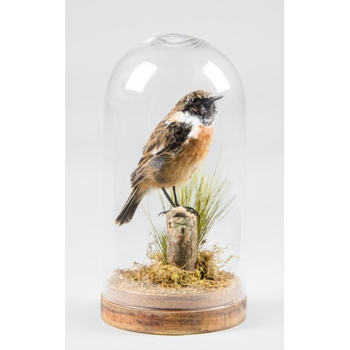 159 - A 20TH CENTURY TAXIDERMY STONECHAT UNDER GLASS DOME.
(h 20cm x w 10cm x d 10cm)