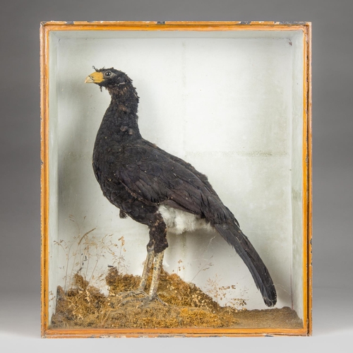 167 - CORBETT OF LONDON, 1813 - 1832, AN EARLY 19TH CENTURY TAXIDERMY GREAT CURASSOW MOUNTED IN A GLAZED C... 