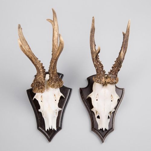 169 - A 20TH CENTURY PAIR OF LARGE ROE DEER SKULLS UPON SHIELDS.
(h 33cm)