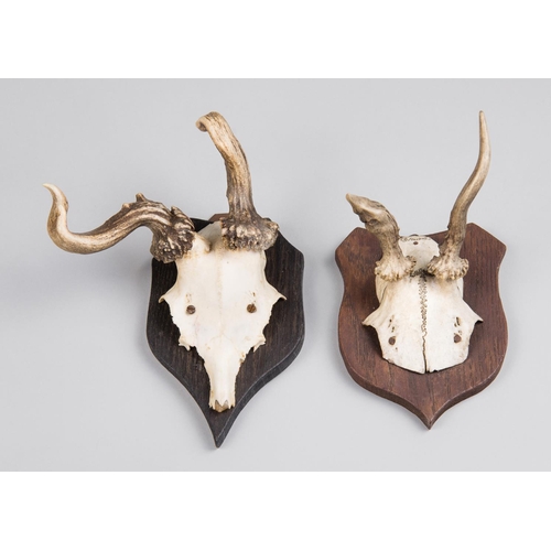 170 - AN EARLY 20TH CENTURY PAIR OF DEFORMED ROE DEER SKULLS UPON SHIELDS.
(h 20cm)