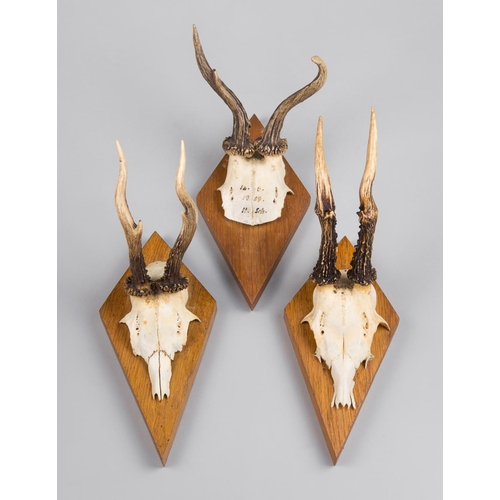 171 - A 20TH CENTURY GROUP OF DEFORMED ROE DEER SKULLS UPON SHIELDS.
(h 32cm)