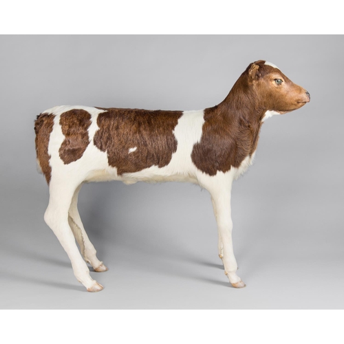 172 - A LATE 20TH CENTURY TAXIDERMY FULL MOUNT CALF
Origin Mauritius, imported to UK late 1970s.
(h 85cm x... 