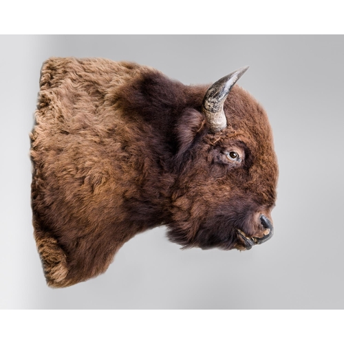 174 - A LARGE AND IMPRESSIVE TAXIDERMY WOOD BISON SHOULDER MOUNT WITH REAL HORNS.
(h 110cm x w 71cm x d 10... 