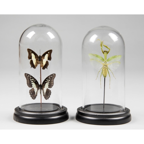 175 - A SET OF TWO ENTOMOLOGY SPECIMENS UNDER GLASS DOMES.
(h 23cm x w 13cm x d 13cm)