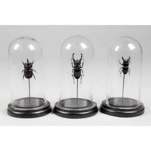 176 - A COLLECTION OF THREE ENTOMOLOGY BEETLE SPECIMENS UNDER GLASS DOMES.
(h 23cm x w 13cm x d 13cm)