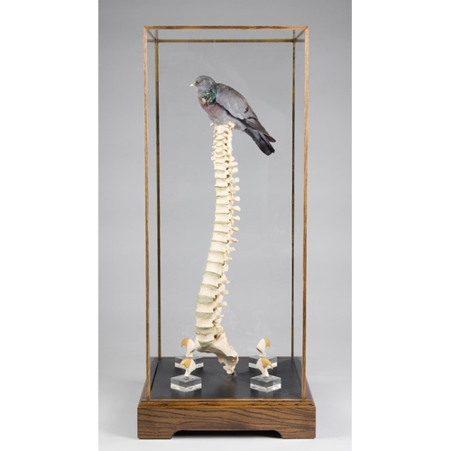 177 - 'NELSON'S COLUMN', TAXIDERMY ART PIECE IN BESPOKE DISPLAY CASE
Exhibited in London at the Menier Gal... 