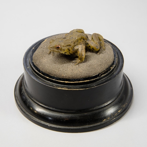 178 - A 20TH CENTURY HAND PAINTED CAST OF A TOAD UPON A VICTORIAN EBONISED PLINTH.