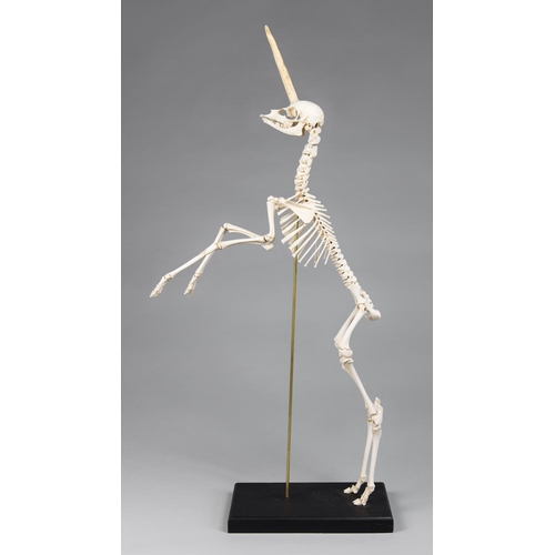 179 - AN UNUSUAL UNICORN DEER SKELETON MOUNTED UPON AN EBONISED PLINTH.
(h 108cm x w 55cm x d 20cm)